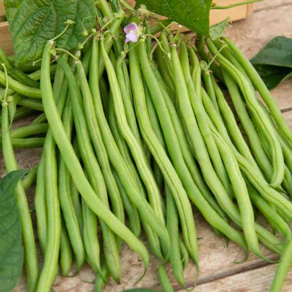 Légumes Secs - Haricot Emérite - 20 m - face recto